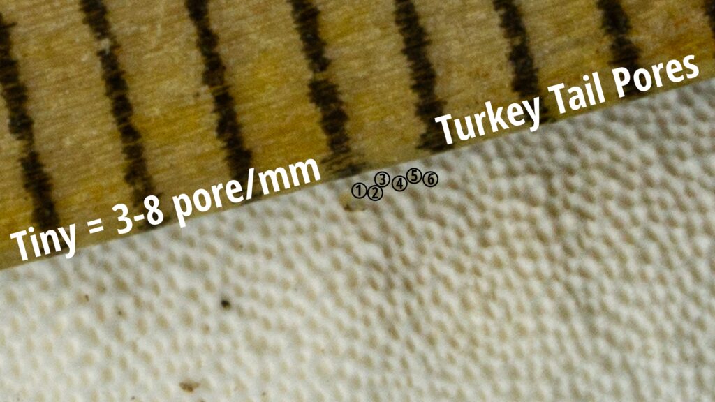 Turkey Tail Pore Size