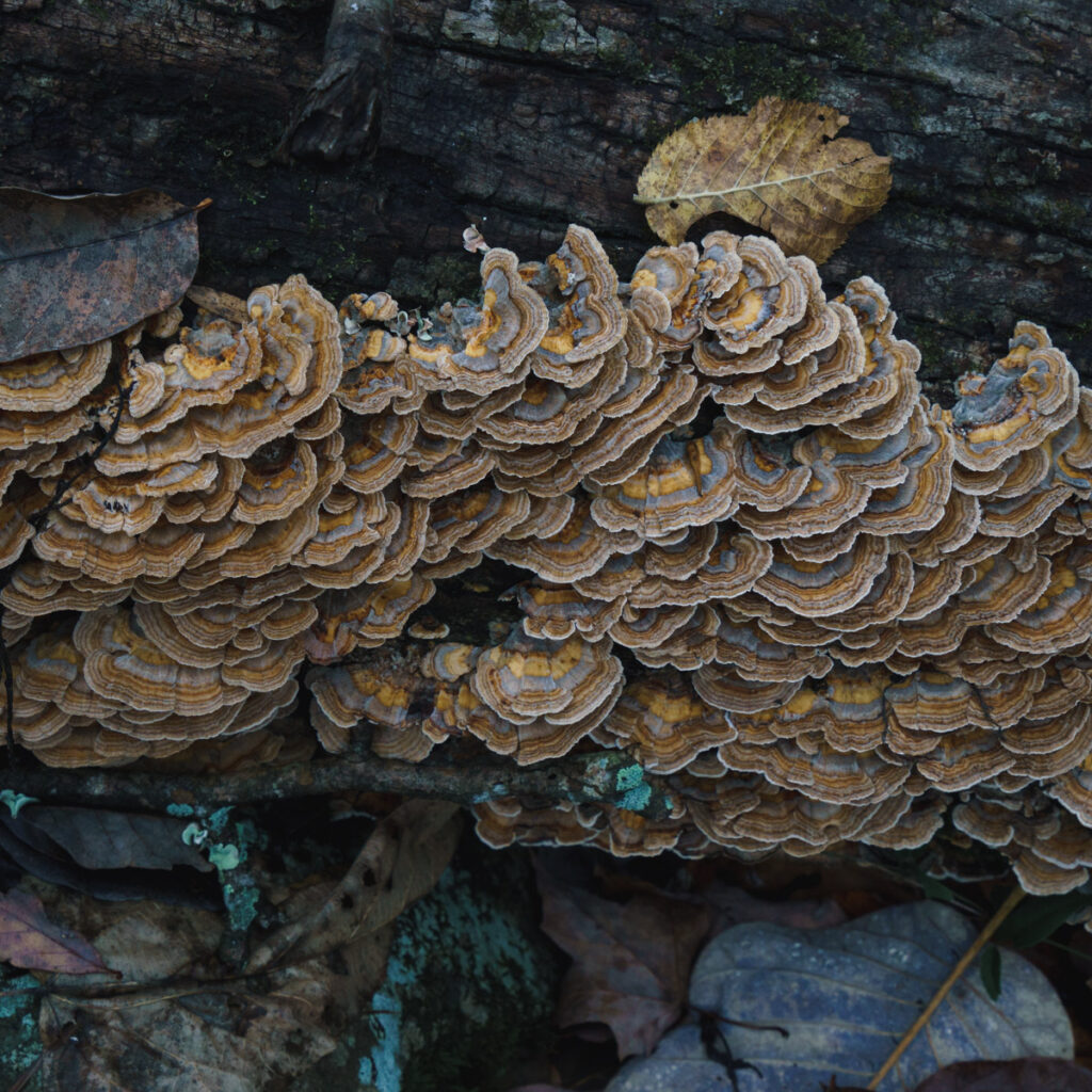 Vibrant Wild Turkey Tail Mushrooms