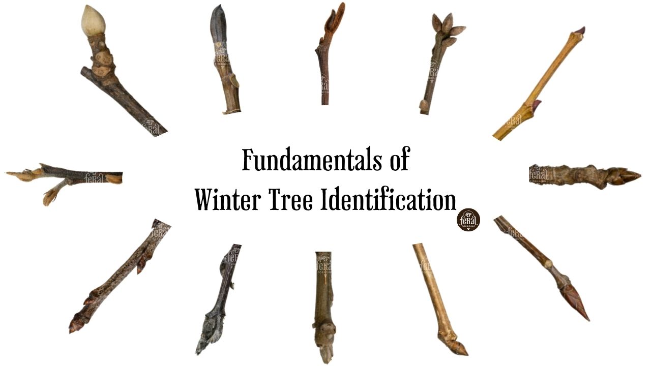 How To Identify Trees By Their Twigs 