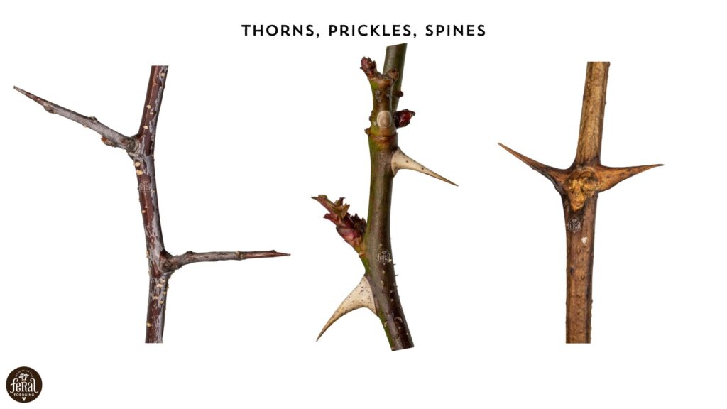Twig Spines Prickles Thorns