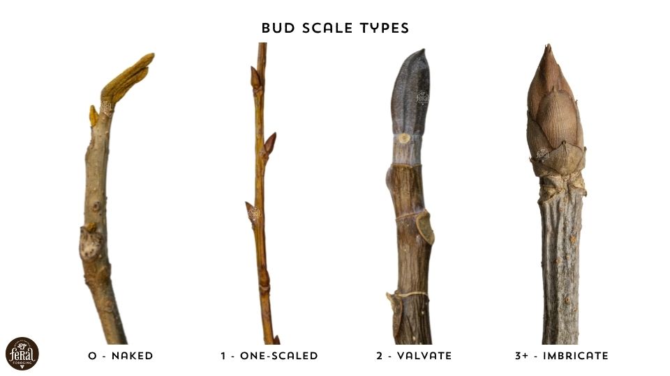 Winter Tree Id Bud Scale Types