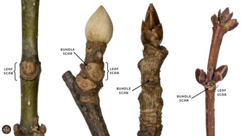 The Ultimate Guide to Winter Tree Identification - Feral Foraging