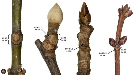 The Ultimate Guide To Winter Tree Identification Feral Foraging