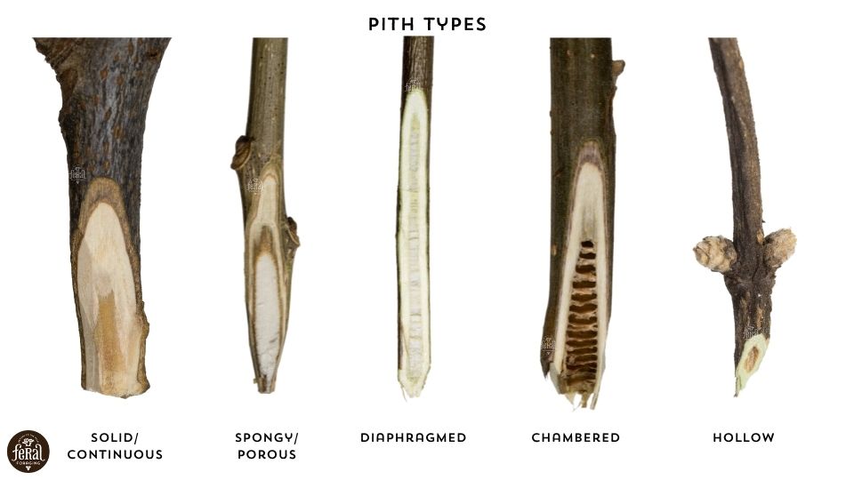 Winter Tree Identification Different Twig Pith Types