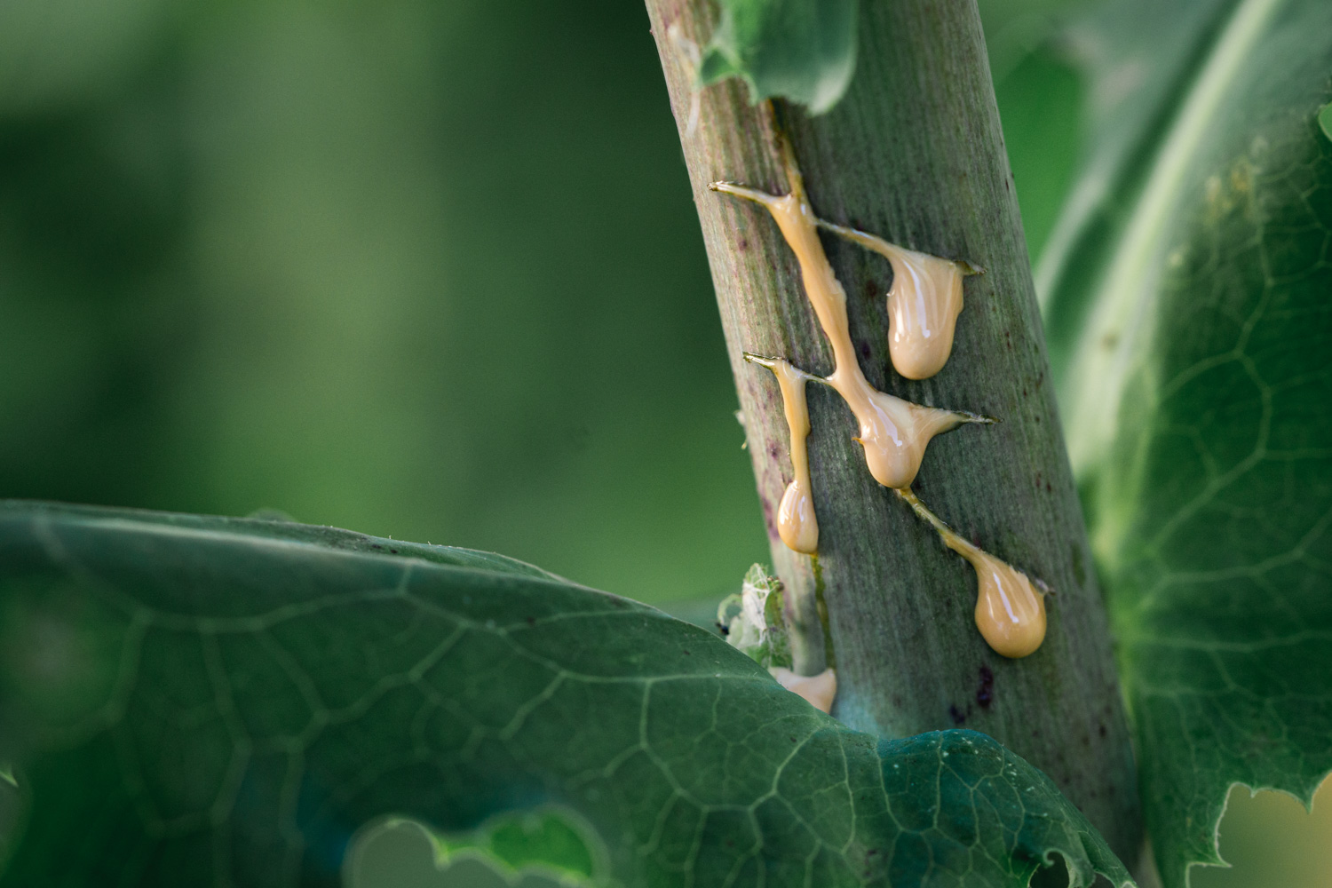 How To Make Wild Lettuce Extract Feral Foraging 