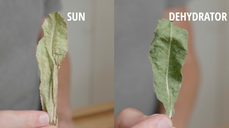 Wild Lettuce Sun Vs Dehydrator Method