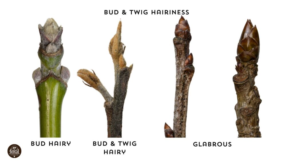 Hairy And Smooth Tree Buds