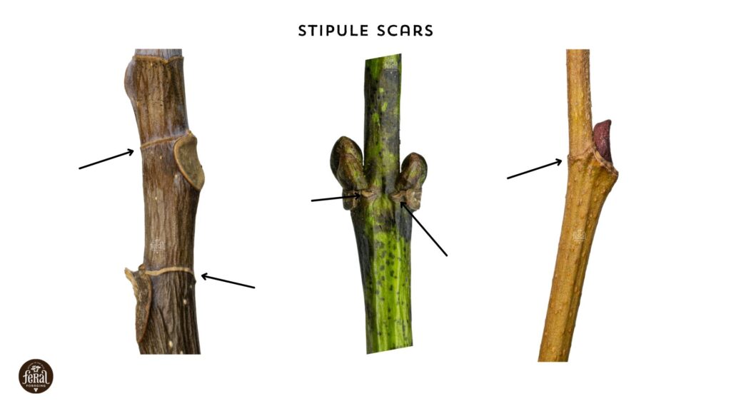 Stipule Scars On Tree Twigs