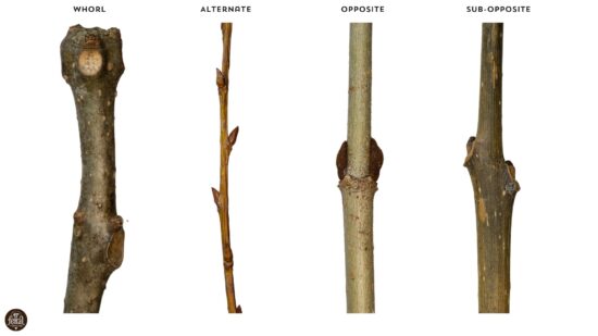 The Ultimate Guide to Winter Tree Identification - Feral Foraging