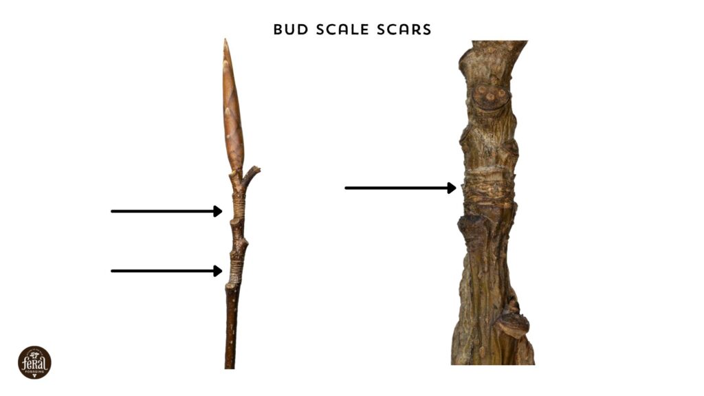Tree Twig Bud Scale Scars