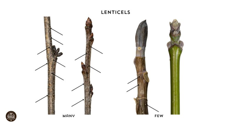 The Ultimate Guide to Winter Tree Identification - Feral Foraging