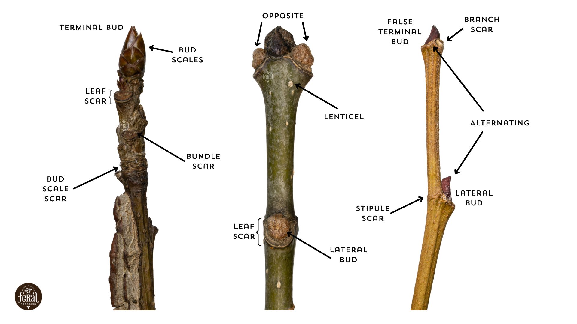 The Ultimate Guide to Winter Tree Identification - Feral Foraging