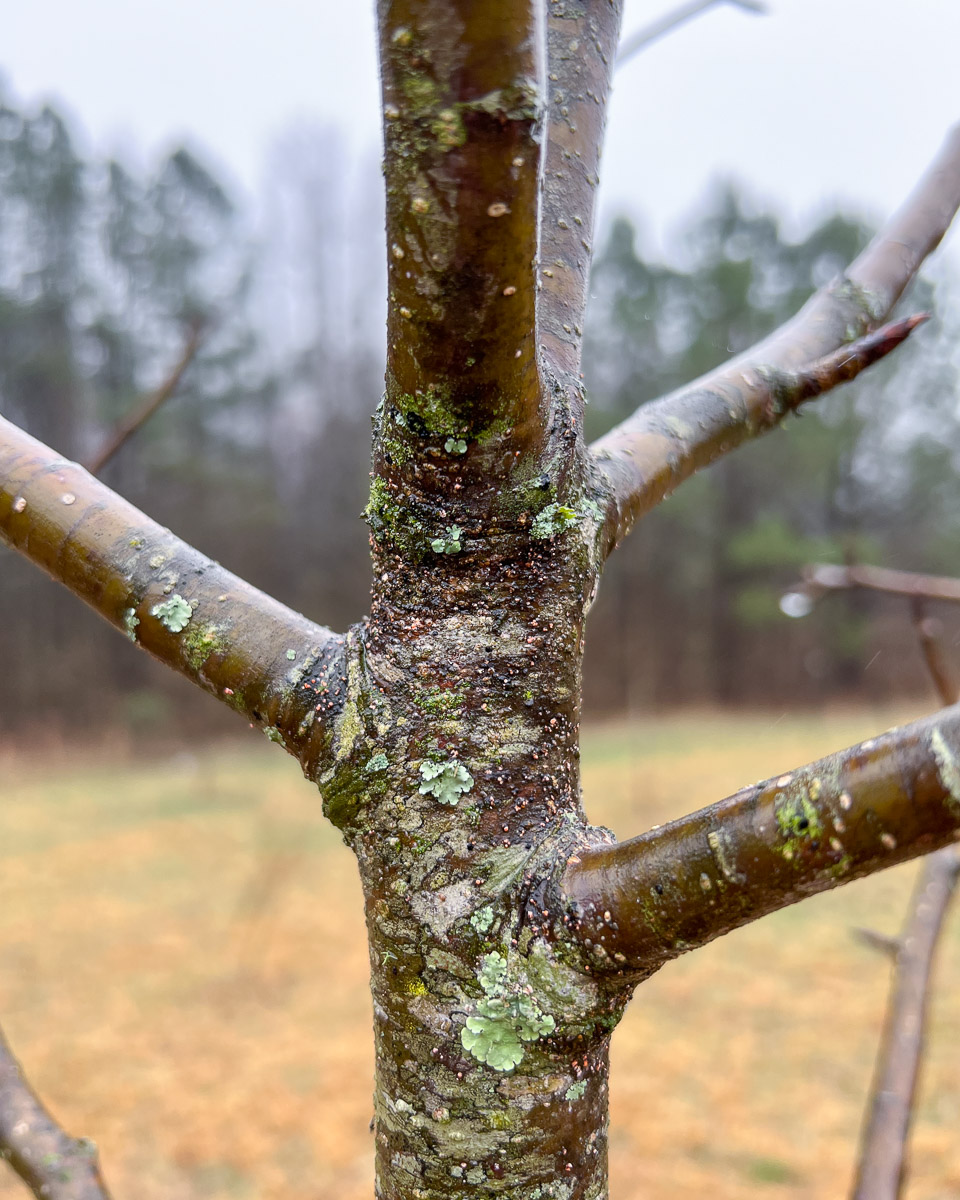 Apple Tree Malus Bark Morel Trees