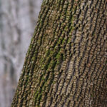 Ash Fraxinus Bark Morel Trees