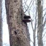 Black Locust Robinia Pseudoacacia With Cracked Cap Polypore Morel Trees