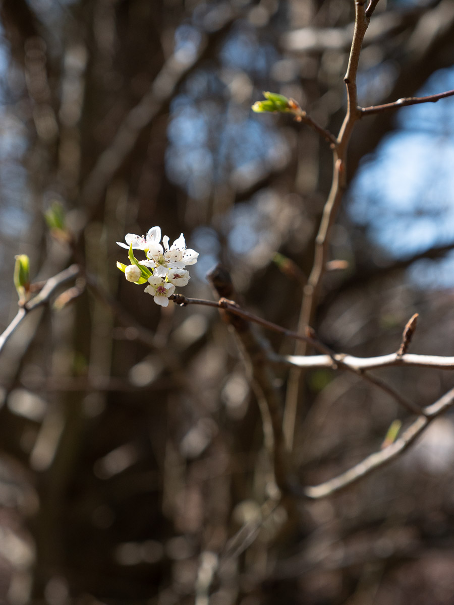 Bradford Pear Flowers Morel Trees