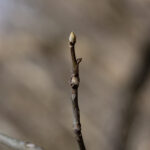 Carya Hickory Winter Tree Bud