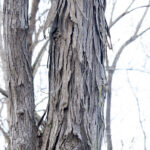 Carya Ovata Bark Mature Shagbark Hickory Morel Trees