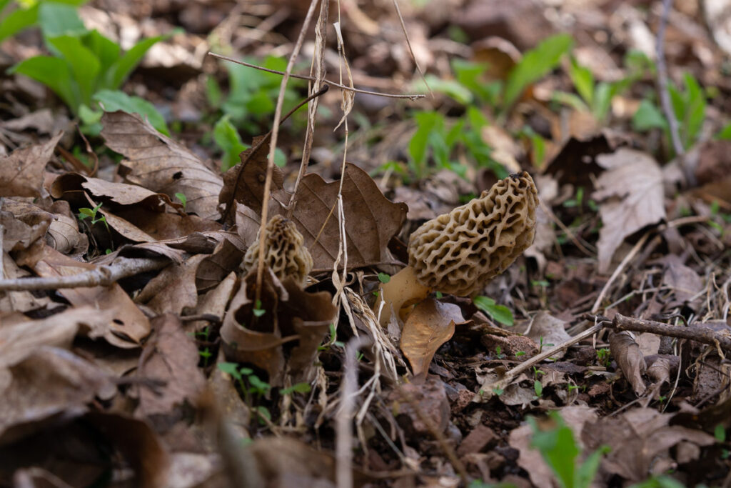 Cluster Of Morel Morchella Mushrooms