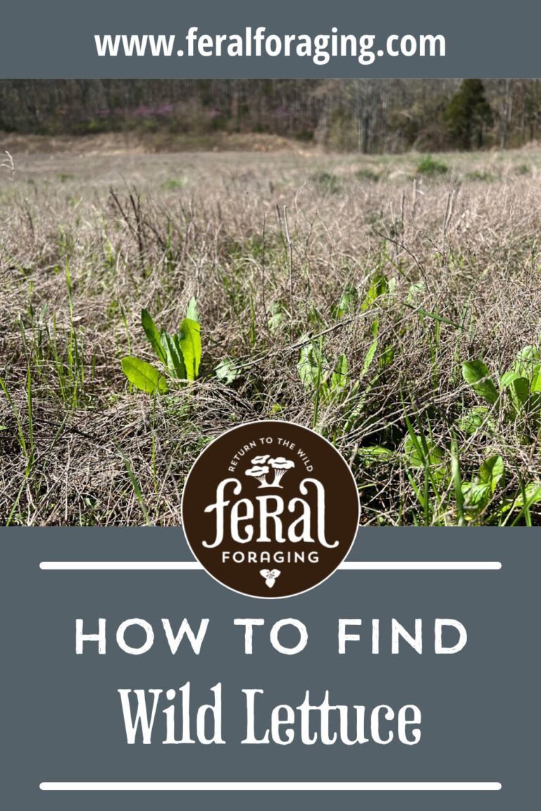 How To Find Wild Lettuce