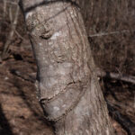 Maple Tree Bark Morel Trees