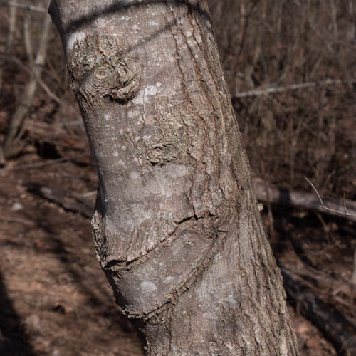 Morel Tree Associations - A Quantitative Analysis - Feral Foraging