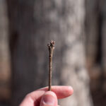 Oak Bud Quercus Morel Trees