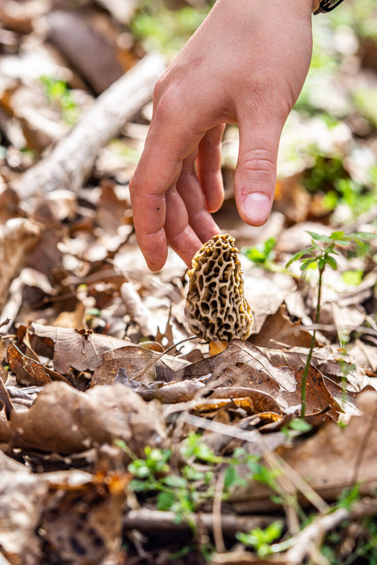 Pulling Up A Morel Mushroom Morchella