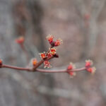 Red Maple Flowers Acer Rubrum Morel Trees