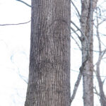 Red Oak Quercus Bark Morel Trees