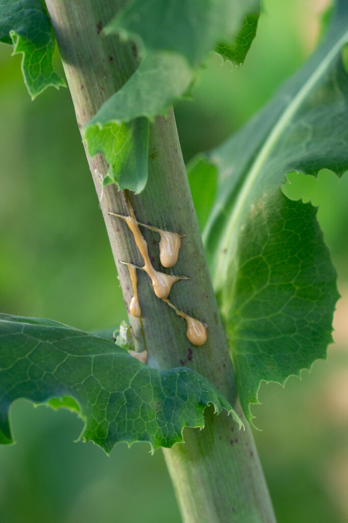 Sap Latex Oozing From Cut On Wild Prickly Lettuce Lactuca