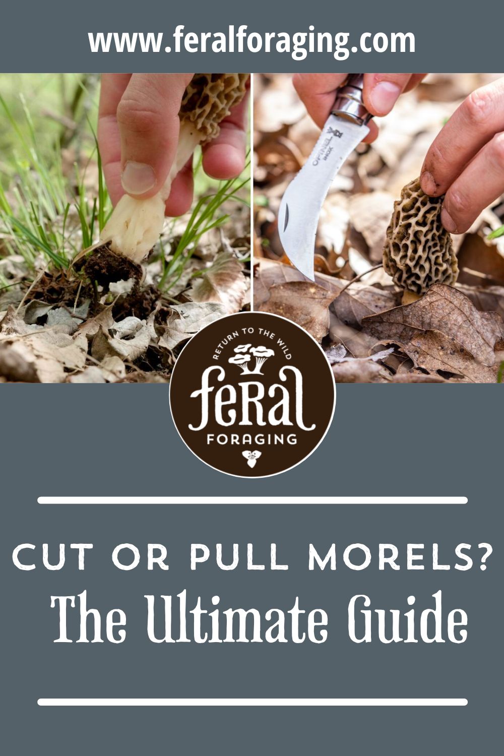 Should You Cut or Pull Morels The Ultimate Guide Feral Foraging