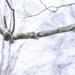 Sycamore Tree Branch Bark Morel Trees