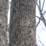 Tulip Poplar Liriodendron Tulipifera Bark Mature Morel Trees