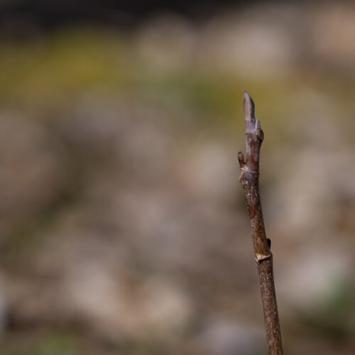 Morel Tree Associations A Quantitative Analysis Feral Foraging