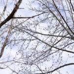 Tulip Poplar Liriodendron Tulipifera Flower Buds Winter Morel Trees