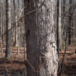 White Oak Quercus Alba Bark Base Morel Trees