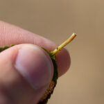 Wild Cherry Leaf Glands Morel Trees