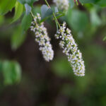 Wild Cherry Prunus Serotina Flowers Morel Trees