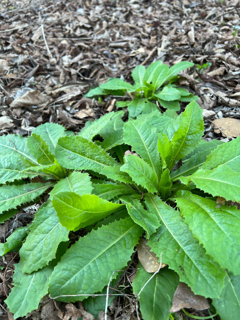 Wild Lettuce Lactuca Virosa Growing In Garden