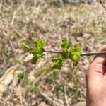 Young Ash Fraxinus Flowers