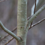 Young Symacore Tree Bark Morel Trees