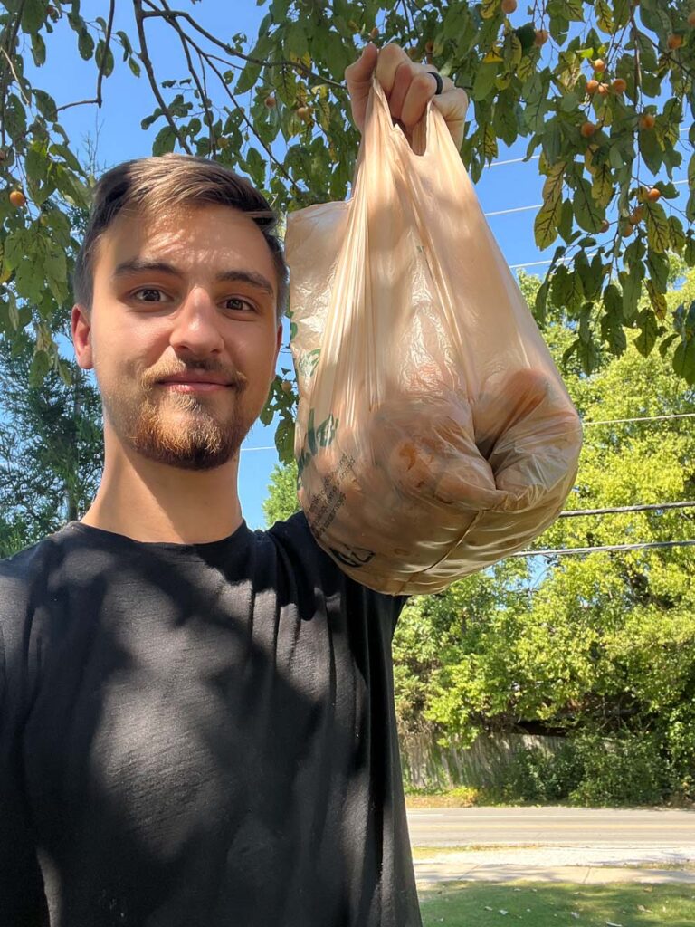 Forager With A Bag Full Of Wild American Persimmon Fruit
