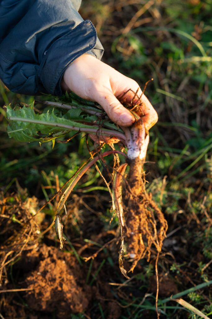 How To Start Foraging Feral Foraging