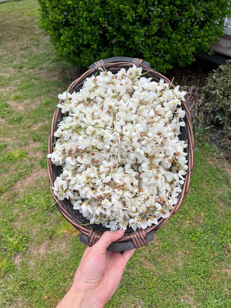 Holding A Basket Of Black Locust Robinia Pseudoacacia Flowers For Foraging