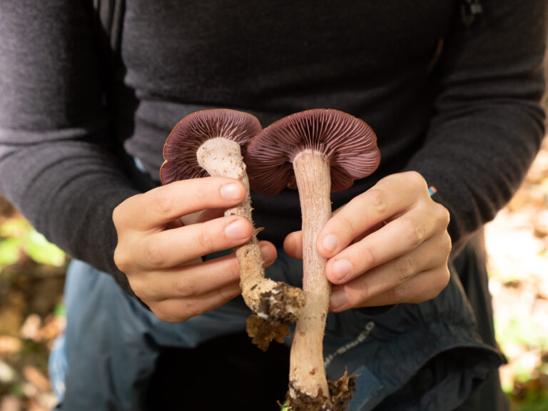 Holding Two Laccaria Ochropurpurea Mushrooms Purple Laccaria