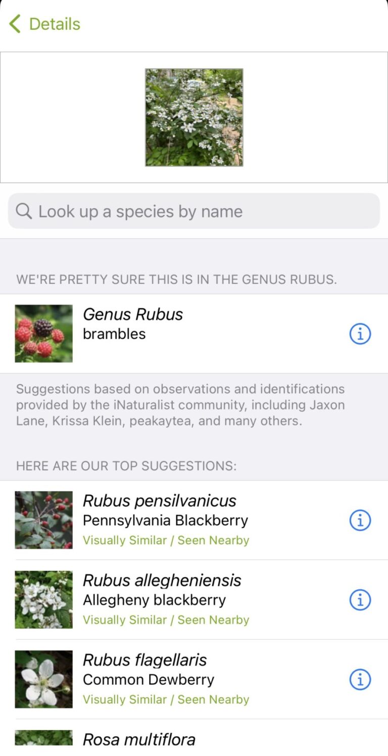 INaturalist Plant Id App Suggestions For Foragers E1682603305872