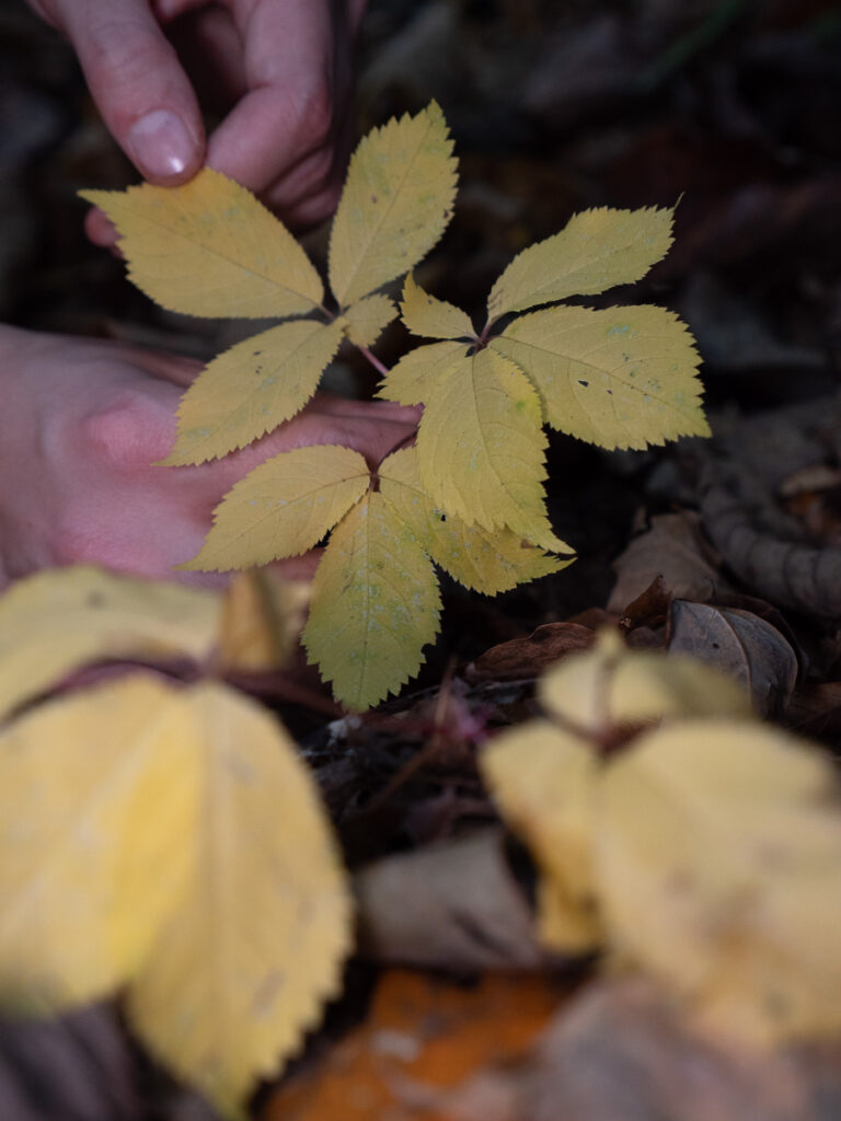 Yellow Ginseng Plant In The Fall Foraging