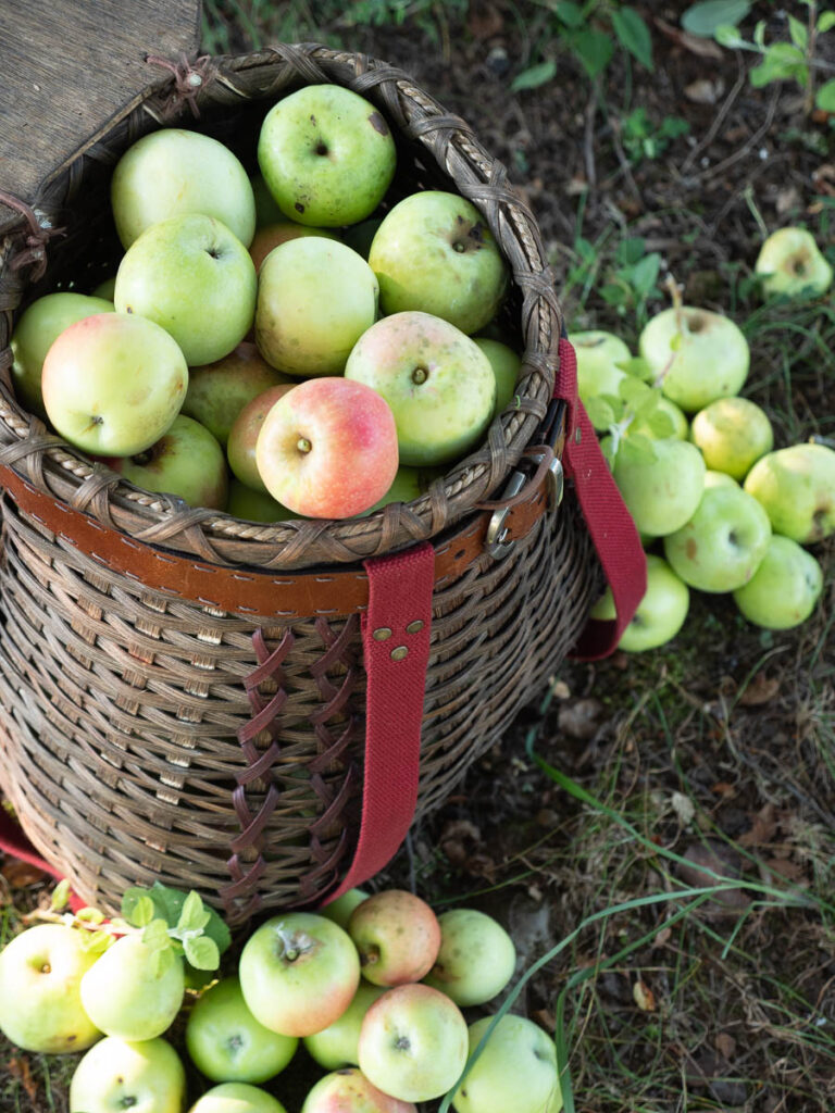 Basket Filled Wild Foraged Wild Feral Apples