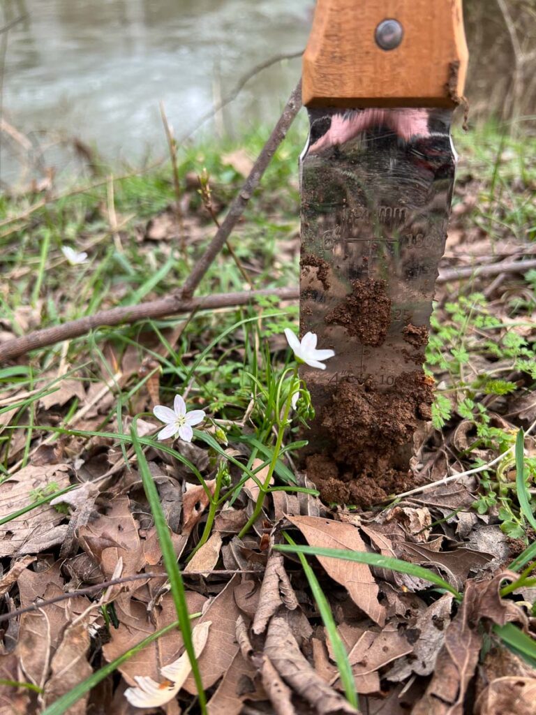 Hori Hori Knife Being Used To Forage Spring Beauty Tubers